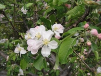 ヒメリンゴの開花