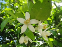 夏みかんの真っ白な花