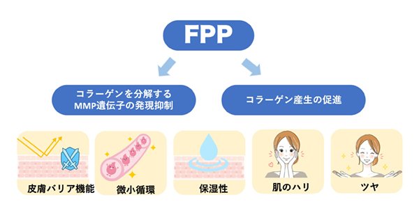 FPPによる皮膚のコラーゲン産生促進と微小循環改善を報告肌の老化予防に向けた新たなインナーケアの可能性